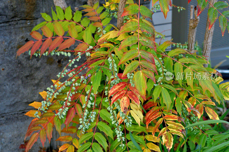 Mahonia japonica / Berberis japonica / Oregon葡萄冬青